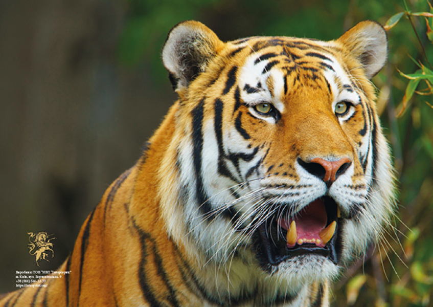 Настінний перекидний календар з фотографіями тигрів на 2022 р, купити оптом і в роздріб.